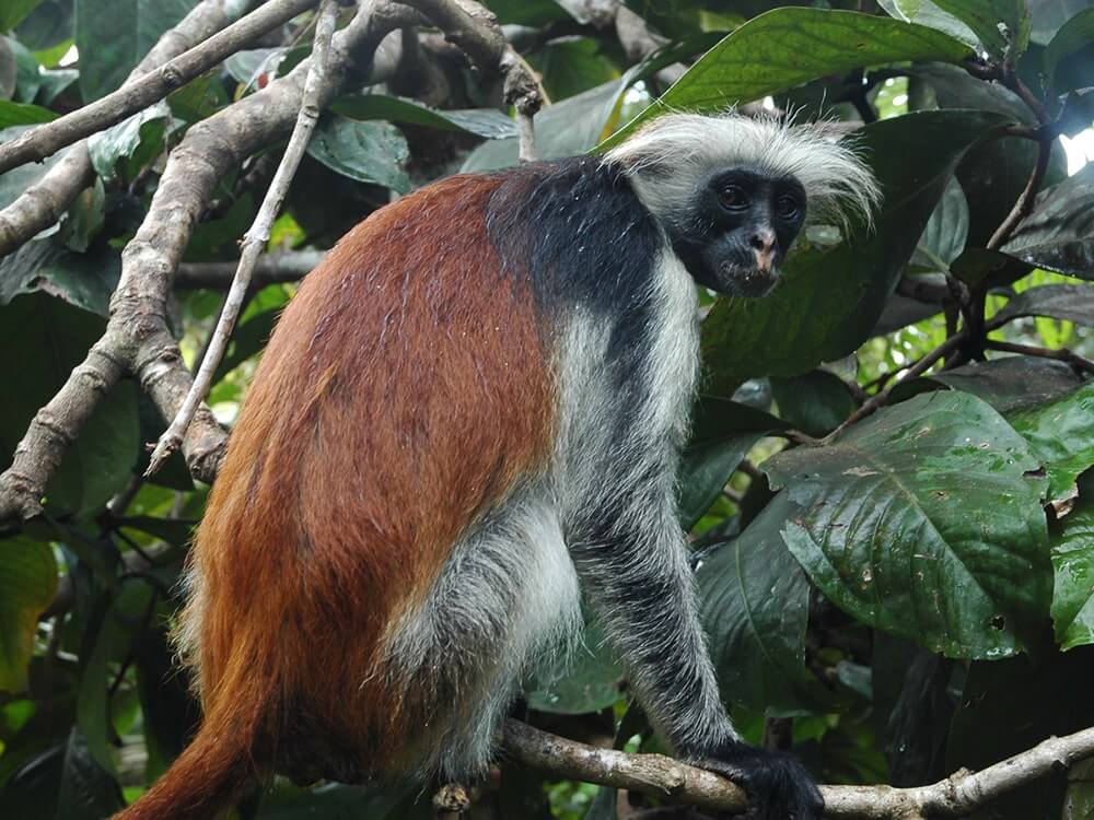 Red Columbus Monkey in Jozani Forest Zanzibar Car Hire