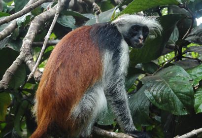 Red Columbus Monkey in Jozani Forest Zanzibar Car Hire